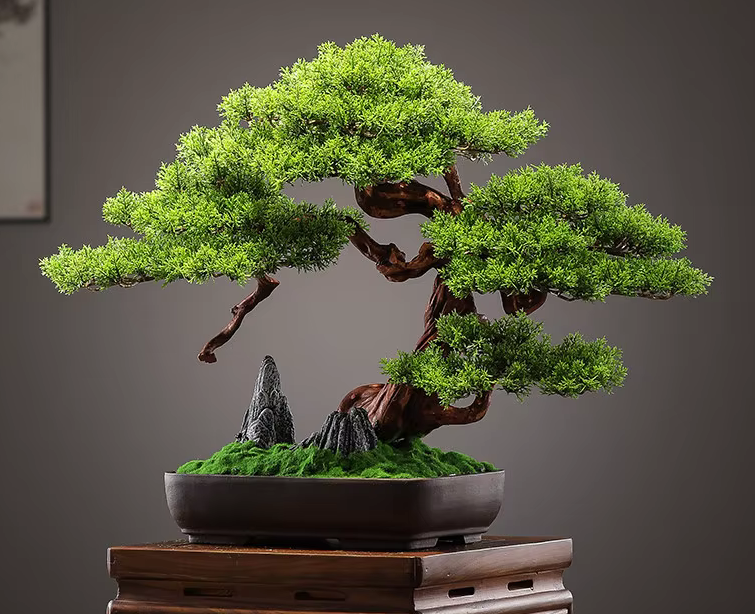 Potted Deluxe Welcoming Pine Bonsai Tree