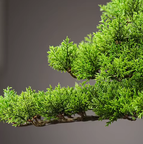Potted Deluxe Welcoming Pine Bonsai Tree